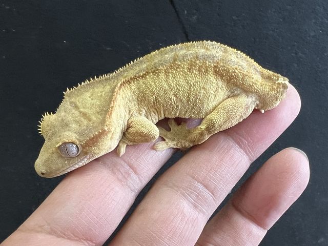 ��Ԃ̃N���X�e�b�h�Q�b�R�[_�ӂ��낤+�͒��ނƂӂꂠ����J�t�F �J���g���[�I�E���Ղ炷