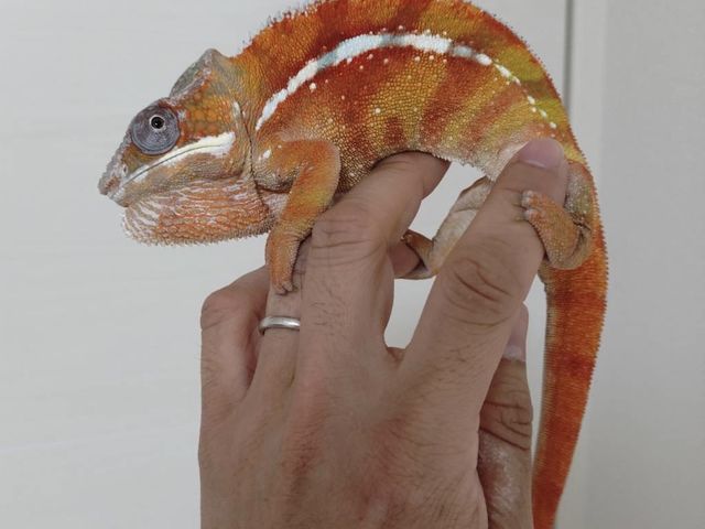 �̐F��ς���p���T�[�J�����I��_�ӂ��낤+�͒��ނƂӂꂠ����J�t�F �J���g���[�I�E���Ղ炷