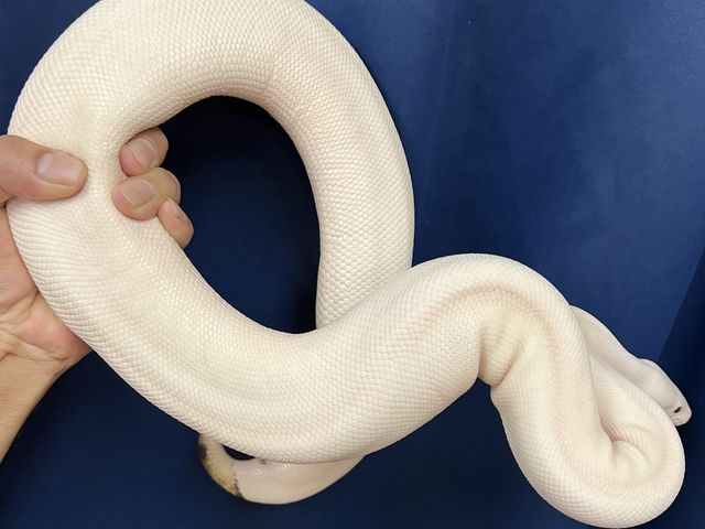 ���܂��܂ȃ����t�̃{�[���p�C�\��_�ӂ��낤+�͒��ނƂӂꂠ����J�t�F �J���g���[�I�E���Ղ炷