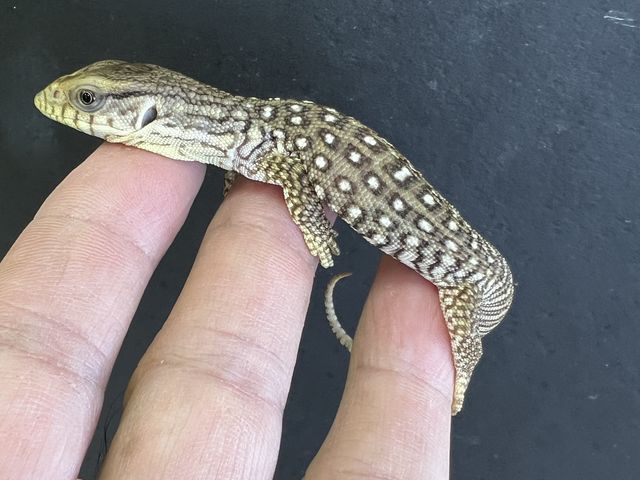 �T�o���i���j�^�[�̐Ԃ����_�ӂ��낤+�͒��ނƂӂꂠ����J�t�F �J���g���[�I�E���Ղ炷