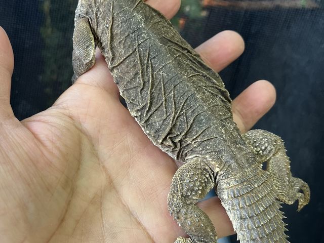 �O���[�̑̐F���a���G�W�v�g�g�Q�I�A�K�}_�ӂ��낤+�͒��ނƂӂꂠ����J�t�F �J���g���[�I�E���Ղ炷