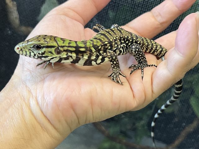 �傫���Ȃ�e�O�[�̐Ԃ����_�ӂ��낤+�͒��ނƂӂꂠ����J�t�F �J���g���[�I�E���Ղ炷