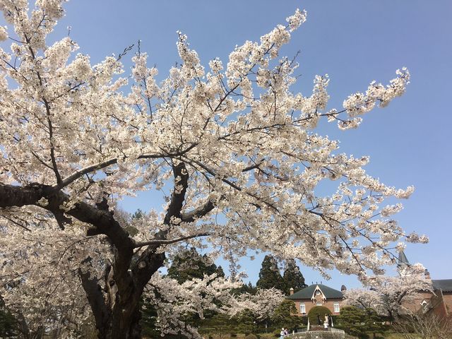 �g���s�X�`�k�C���@_�����ό��^�N�V�[