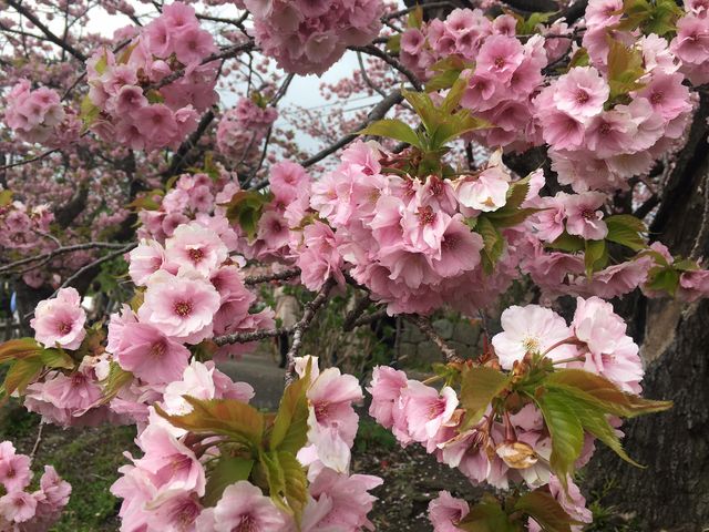 ���O����_�����ό��^�N�V�[