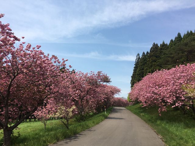 �j�q�g���s�X�g�C���@_�����ό��^�N�V�[