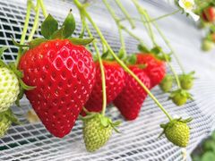 鳥栖ベリーフォレストの写真1