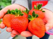 �ԗ��R�t�@�[���̎ʐ^3