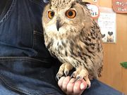 ӂ낤̂XJtFÉhX̎ʐ^4