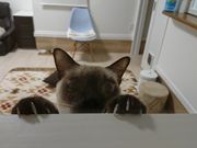 猫カフェ にゃーにゃーにゃー 予約 アクセス 割引クーポン じゃらんnet