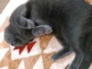 LJtF@ɂ[ɂ[ɂ[̎ʐ^4