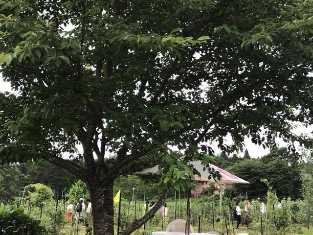木陰のテラスは思惟の木陰。_蒜山高原カルチベート観光ブルーベリー園