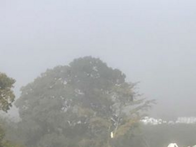 テントの目覚めは朝霧の中。_蒜山高原カルチベート観光ブルーベリー園