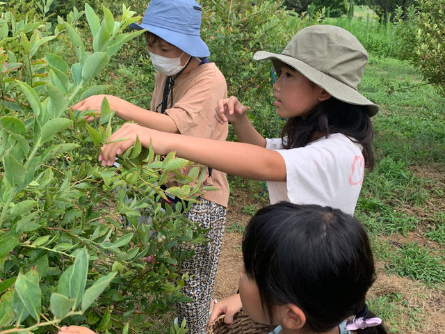 蒜山高原カルチベート観光ブルーベリー園