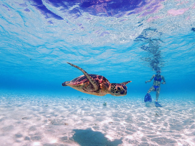 �ɗǕ��u���[�̊C���҂��Ă܂�_�{�Ó��_�C�r���O���]�[�gReef