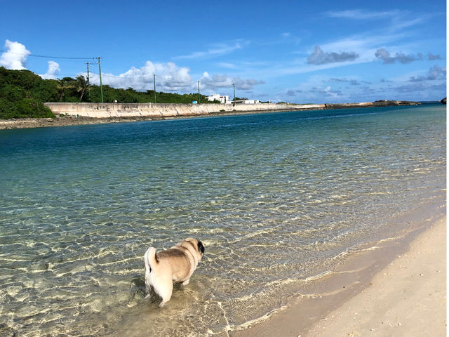 �V���b�v�̑O�͓��]�̃r�[�`�ł�_�{�Ó��_�C�r���O���]�[�gReef