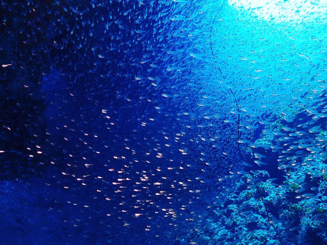 �{�Ó��_�C�r���O���]�[�gReef