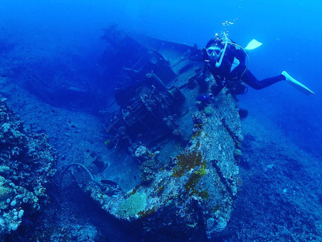 ���D�_�C�r���O_�{�Ó��_�C�r���O���]�[�gReef