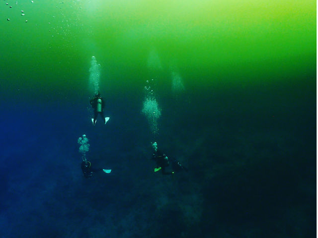 �ʂ�r_�{�Ó��_�C�r���O���]�[�gReef