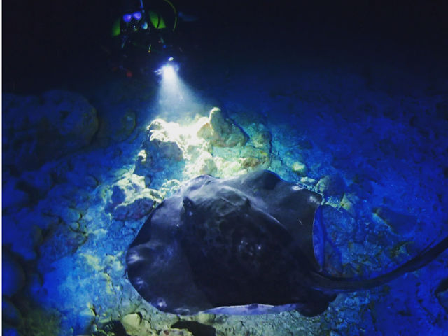 �{�Ó��_�C�r���O���]�[�gReef