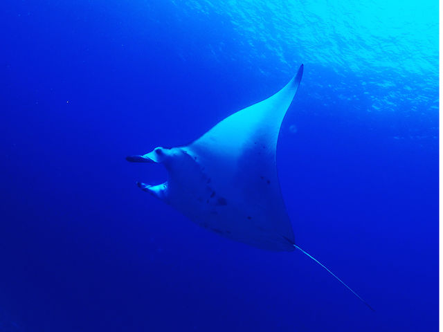 �{�Ó��_�C�r���O���]�[�gReef