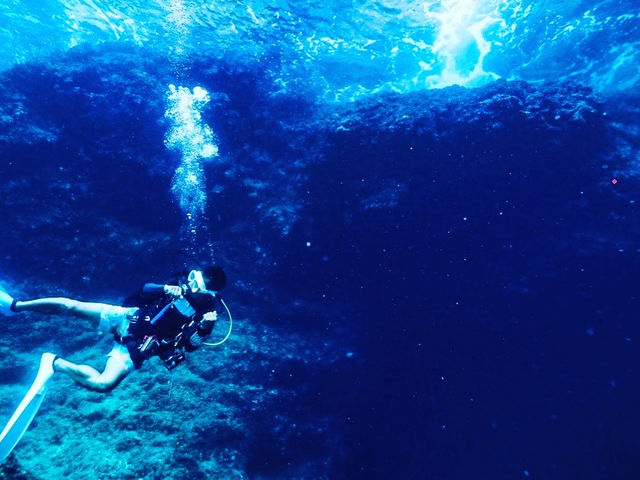 �{�Ó��_�C�r���O���]�[�gReef