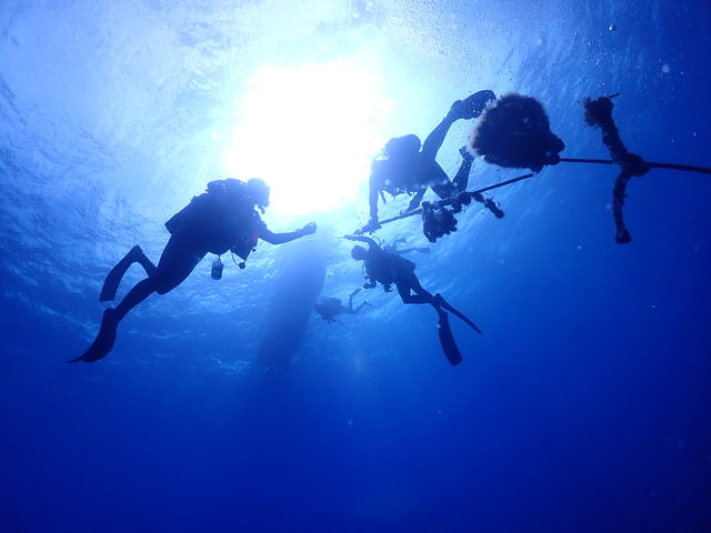 ����@�_�C�r���O�@�T�[�r�X�@splus