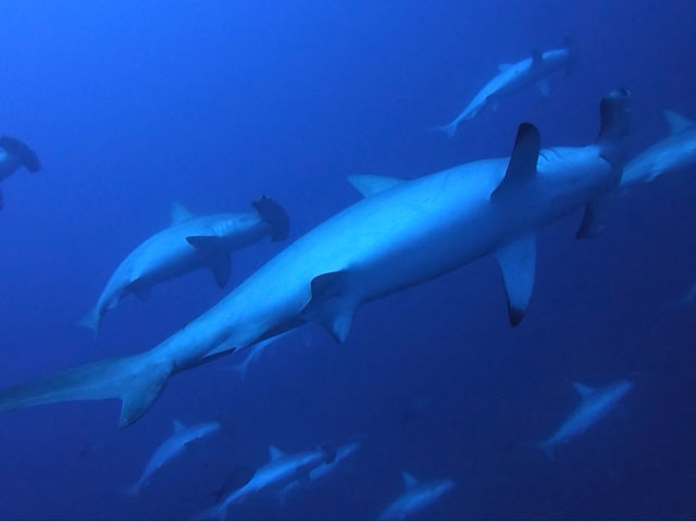 ����@�_�C�r���O�@�T�[�r�X�@splus