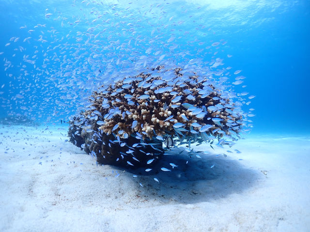 ����@�_�C�r���O�@�T�[�r�X�@splus