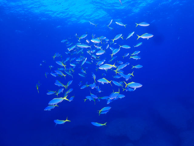 ����@�_�C�r���O�@�T�[�r�X�@splus