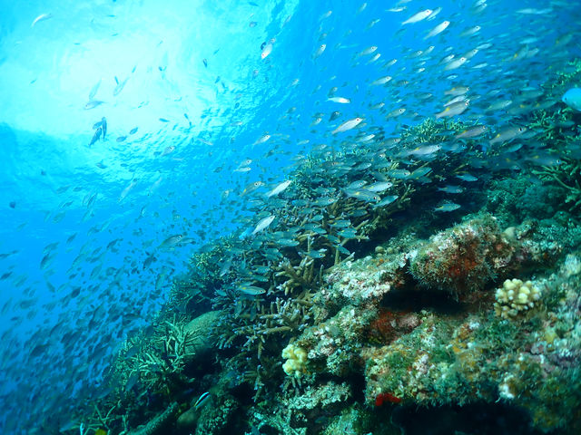 ����@�_�C�r���O�@�T�[�r�X�@splus