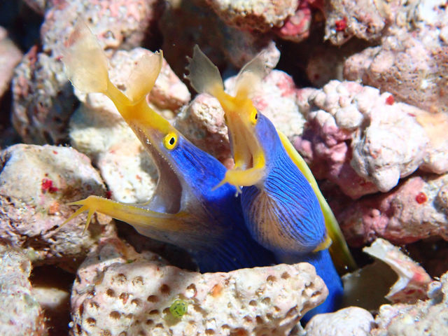 ����@�_�C�r���O�@�T�[�r�X�@splus