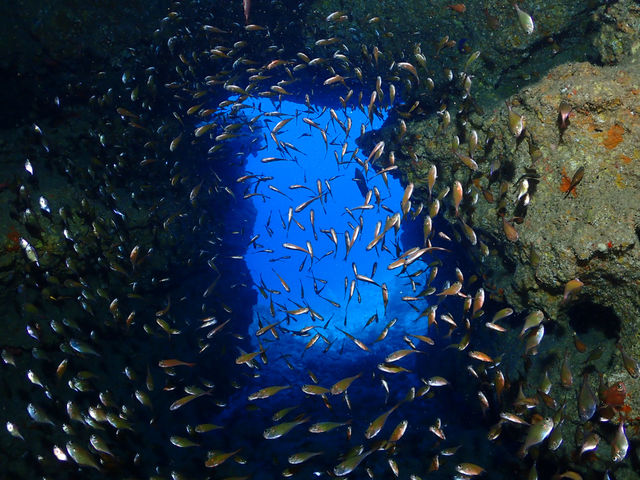 ����@�_�C�r���O�@�T�[�r�X�@splus