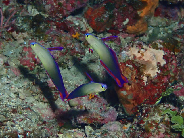 ����@�_�C�r���O�@�T�[�r�X�@splus