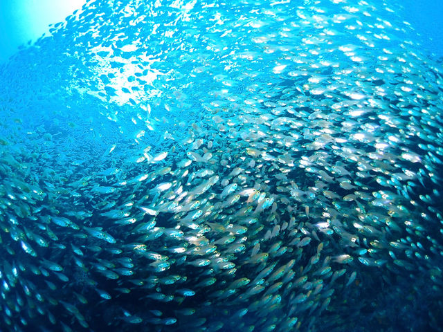 ����@�_�C�r���O�@�T�[�r�X�@splus