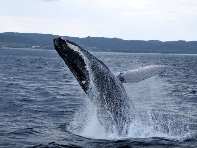 �z�G�[���E�H�`���O_�_�C�r���O�V���b�v�@���v��