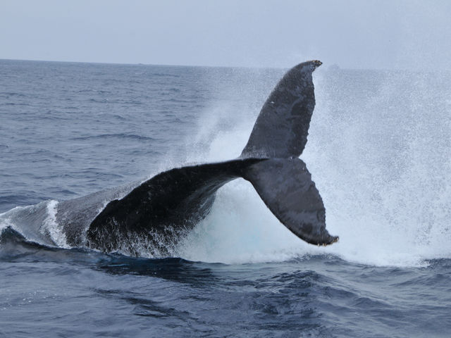 �z�G�[���E�H�`���O_�_�C�r���O�V���b�v�@���v��