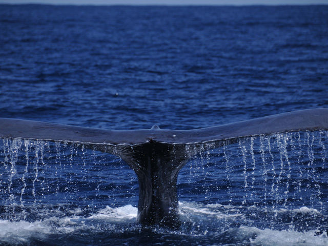 �z�G�[���E�H�`���O_�_�C�r���O�V���b�v�@���v��