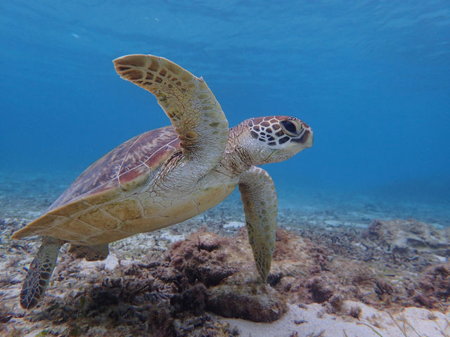 �V���m�[�P�����O_�_�C�r���O�V���b�v�@���v��