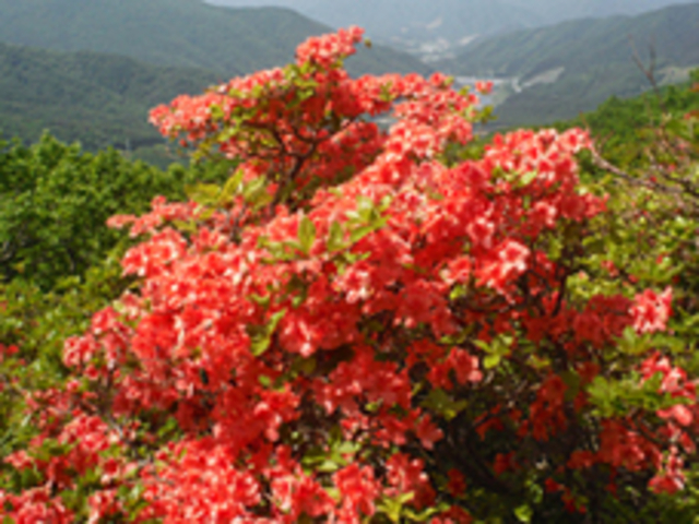 �ܗt�R�@�c�c�W_���o�R����