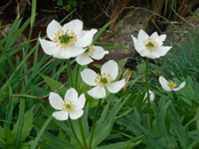 �ĐΊx�@�n�N�T���C�`�Q_���o�R����