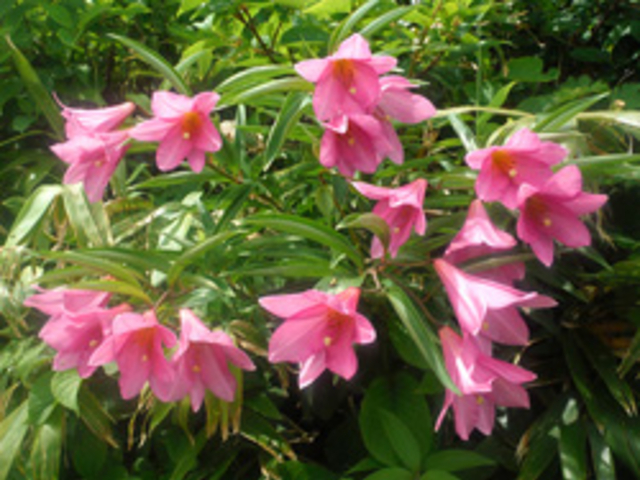 �咩���x�@�q���T����_���o�R����