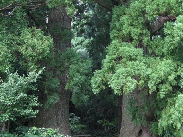 �F��Ó��T�K�v���W�F�N�g