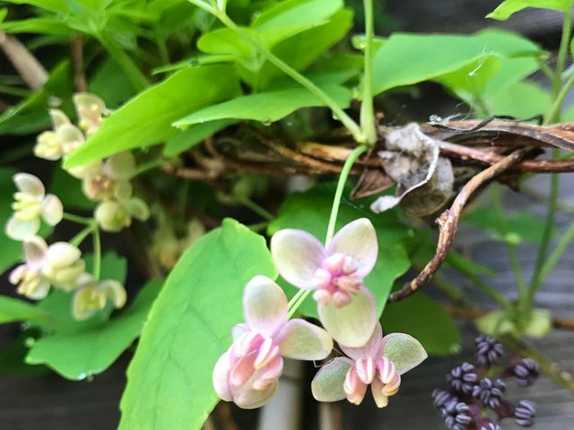 �A�P�r�̉ԁB_COLON