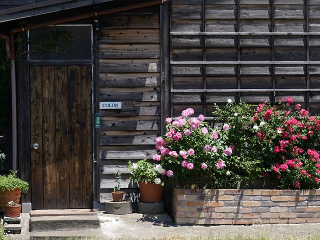 �H�[�O���K�N����_COLON