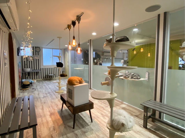 �L�J�t�F_���J�t�F�@�L�J�t�F�@�͂��イ�ރJ�t�F�@�A�j�}���J�t�FMILK