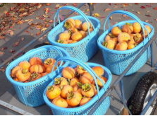 ���ڂ��ʎ���