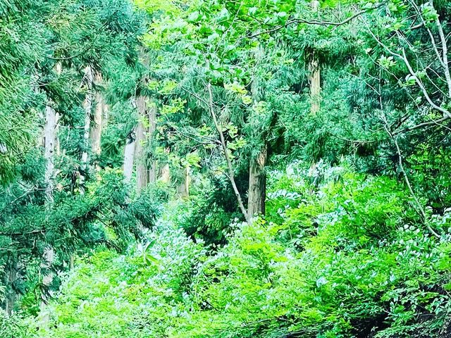 Snow Crystal Wellness