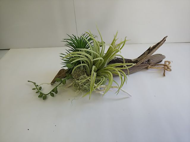 �N�v���A�Ԃ͔��΂�