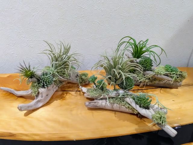 �N�v���A�Ԃ͔��΂�