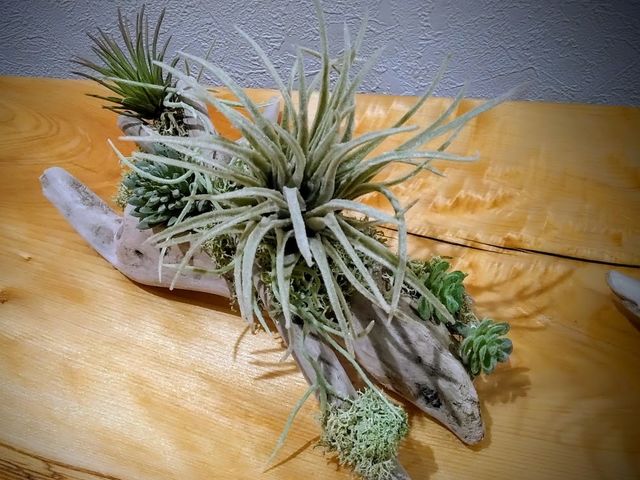 �N�v���A�Ԃ͔��΂�